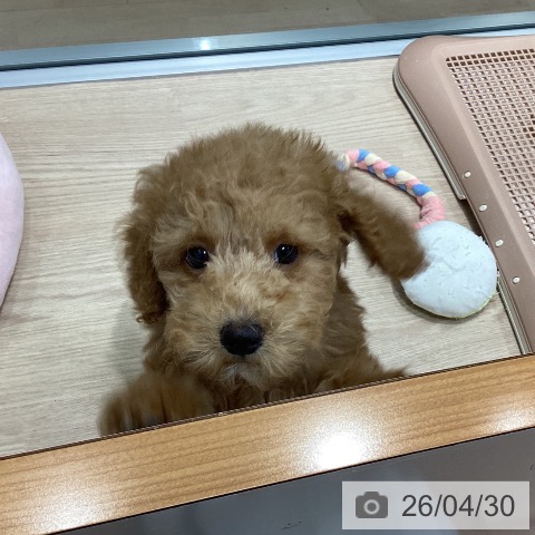 千葉県のトイプードル(トイ) (ペットプラス 柏店/2026年2月4日生まれ/男の子/アプリコット)の子犬の4枚目の画像