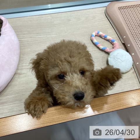 千葉県のトイプードル(トイ) (ペットプラス 柏店/2026年2月4日生まれ/男の子/アプリコット)の子犬の3枚目の画像