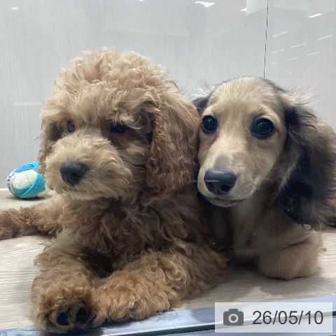 千葉県のトイプードル(トイ) (ペットプラス 柏店/2026年2月4日生まれ/男の子/アプリコット)の子犬の3枚目の画像