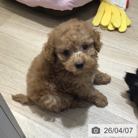 東京都のトイプードル(トイ) (ペットプラス むさし村山店/2026年2月4日生まれ/男の子/アプリコット)の子犬の3枚目の画像