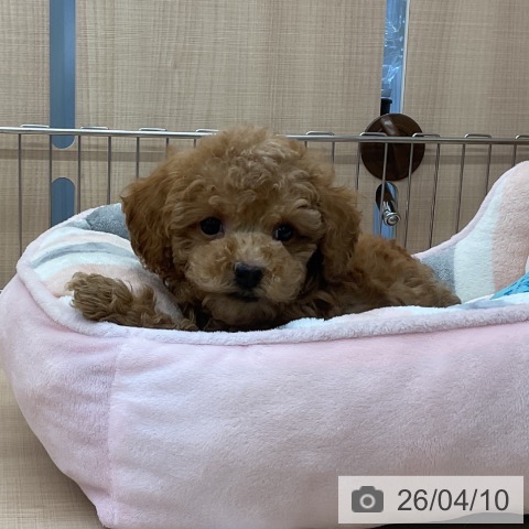 埼玉県のトイプードル(トイ) (ペッツワン 浦和美園店/2026年2月4日生まれ/女の子/アプリコット)の子犬の4枚目の画像