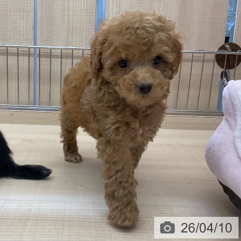 埼玉県のトイプードル(トイ) (ペッツワン 浦和美園店/2026年2月4日生まれ/女の子/アプリコット)の子犬の3枚目の画像