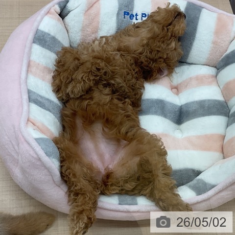 埼玉県のトイプードル(トイ) (ペッツワン 浦和美園店/2026年2月4日生まれ/女の子/アプリコット)の子犬の3枚目の画像