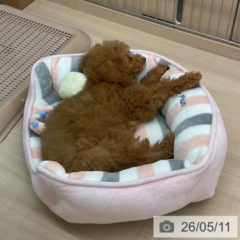 埼玉県のトイプードル(トイ) (ペッツワン 新座店/2026年2月4日生まれ/女の子/アプリコット)の子犬の4枚目の画像