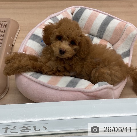 埼玉県のトイプードル(トイ) (ペッツワン 新座店/2026年2月4日生まれ/女の子/アプリコット)の子犬の3枚目の画像