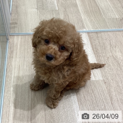 宮城県のトイプードル(トイ) (ペットプラス 名取店/2026年2月4日生まれ/女の子/アプリコット)の子犬の3枚目の画像