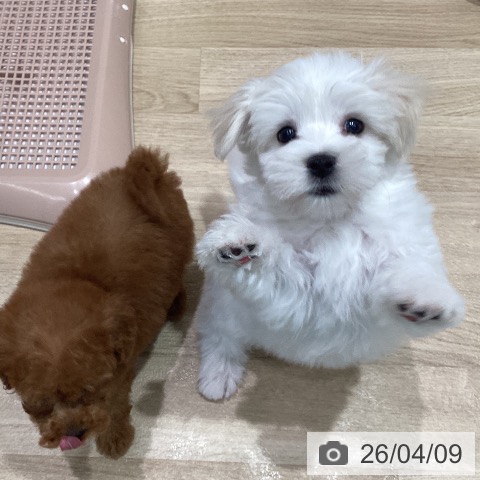 マルチーズの写真