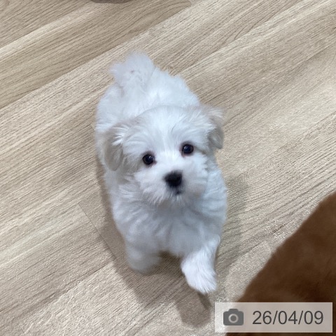 マルチーズの写真