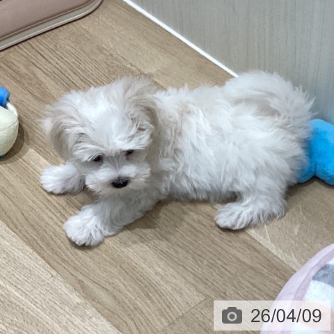 宮城県のマルチーズ (ペットプラス 仙台泉大沢店/2026年2月4日生まれ/男の子/ホワイト)の子犬の3枚目の画像
