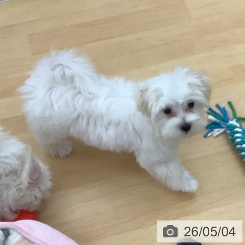 青森県のマルチーズ (ペットプラス 青森浜田店/2026年2月4日生まれ/女の子/ホワイト)の子犬の4枚目の画像