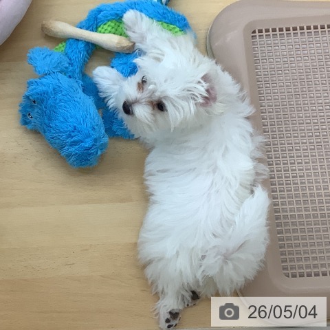 青森県のマルチーズ (ペットプラス 青森浜田店/2026年2月4日生まれ/女の子/ホワイト)の子犬の3枚目の画像