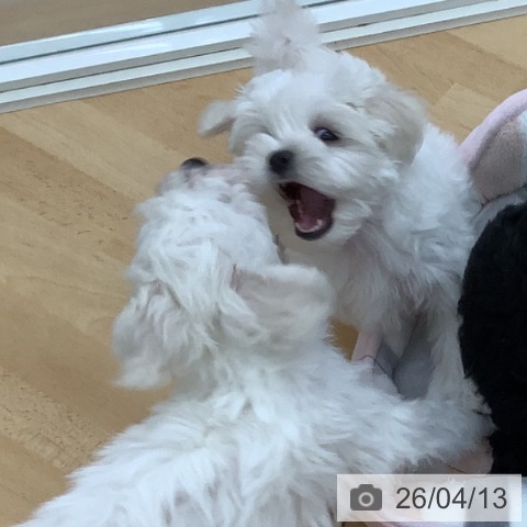 青森県のマルチーズ (ペットプラス 青森浜田店/2026年2月4日生まれ/女の子/ホワイト)の子犬の4枚目の画像