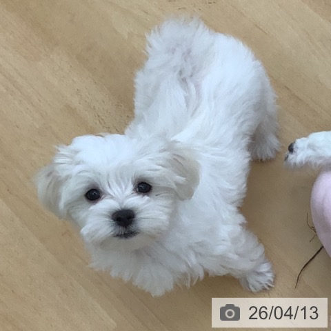 青森県のマルチーズ (ペットプラス 青森浜田店/2026年2月4日生まれ/女の子/ホワイト)の子犬の3枚目の画像