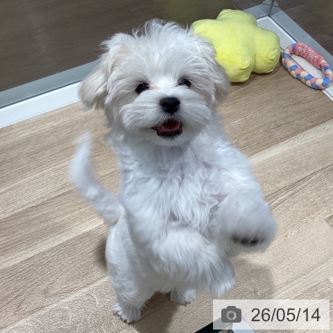 千葉県のマルチーズ (ペットプラス 木更津店/2026年2月4日生まれ/女の子/ホワイト)の子犬の4枚目の画像