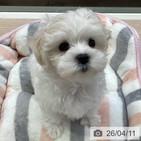 千葉県のマルチーズ (ペットプラス 幕張新都心店/2026年2月4日生まれ/女の子/ホワイト)の子犬の3枚目の画像