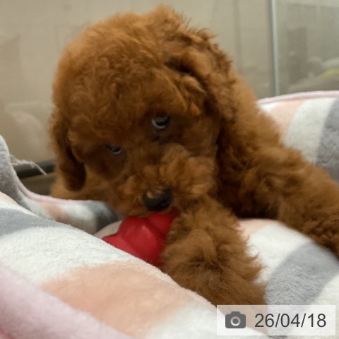 埼玉県のトイプードル(トイ) (ペッツワン 吉川美南店/2026年2月1日生まれ/女の子/レッド)の子犬の4枚目の画像