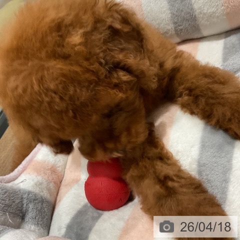 埼玉県のトイプードル(トイ) (ペッツワン 吉川美南店/2026年2月1日生まれ/女の子/レッド)の子犬の3枚目の画像