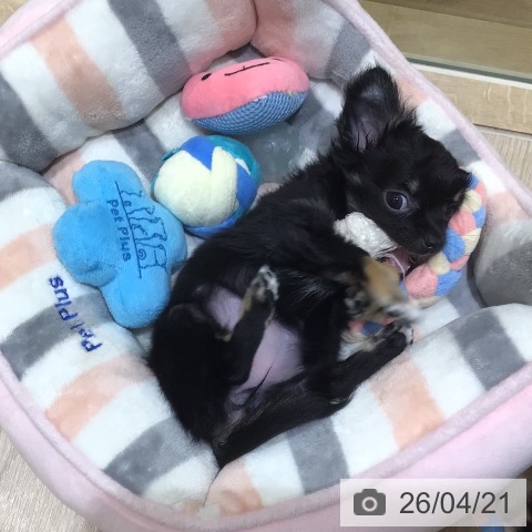 チワワの写真