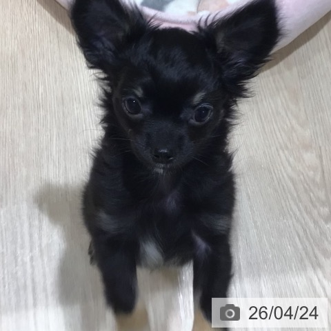 チワワの写真
