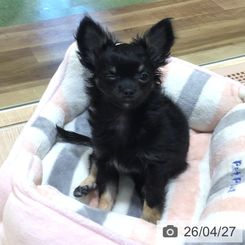 神奈川県のチワワ(ロング) (ペットプラス 川崎ルフロン店/2026年2月4日生まれ/女の子/ブラックホワイトタン)の子犬の3枚目の画像
