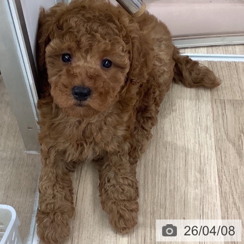 千葉県のトイプードル(トイ) (ペットプラス 船橋店/2026年2月3日生まれ/男の子/レッド)の子犬の3枚目の画像