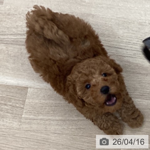 千葉県のトイプードル(トイ) (ペットプラス 船橋店/2026年2月3日生まれ/男の子/レッド)の子犬の4枚目の画像