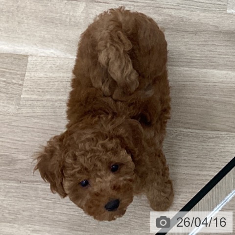 千葉県のトイプードル(トイ) (ペットプラス 船橋店/2026年2月3日生まれ/男の子/レッド)の子犬の3枚目の画像