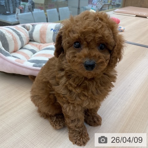 トイ・プードルの写真