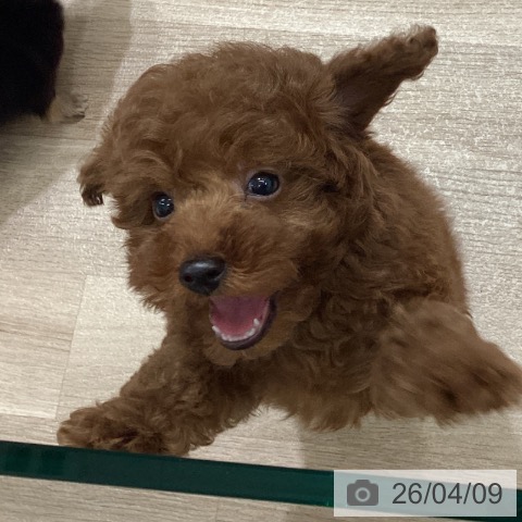 宮城県のトイプードル(トイ) (ペットプラス 名取店/2026年2月2日生まれ/男の子/レッド)の子犬の4枚目の画像