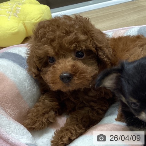 宮城県のトイプードル(トイ) (ペットプラス 名取店/2026年2月2日生まれ/男の子/レッド)の子犬の3枚目の画像