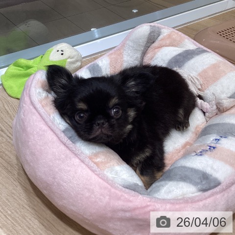 東京都のチワワ(ロング) (ペットプラス むさし村山店/2026年2月2日生まれ/男の子/ブラックタン)の子犬の3枚目の画像