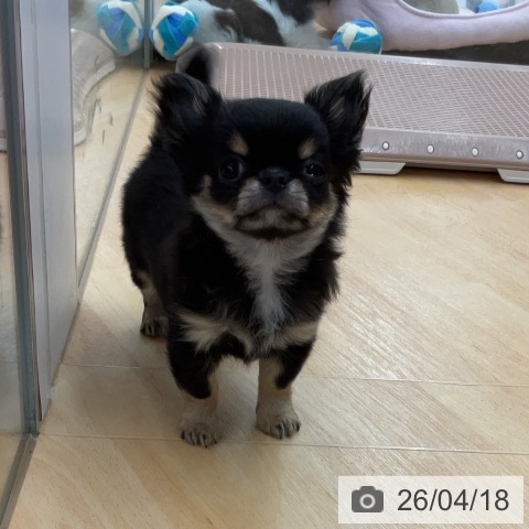 埼玉県のチワワ(ロング) (ペットプラス 浦和美園店/2026年2月2日生まれ/男の子/ブラックタン)の子犬の3枚目の画像