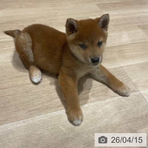 埼玉県の柴犬(標準サイズ) (ペットプラス ららぽーと富士見店/2026年2月3日生まれ/男の子/赤)の子犬の4枚目の画像