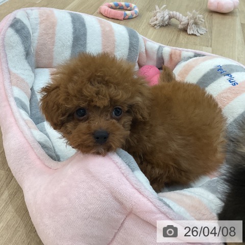 群馬県のトイプードル(トイ) (ペットプラス 前橋店/2026年2月2日生まれ/男の子/レッド)の子犬の3枚目の画像