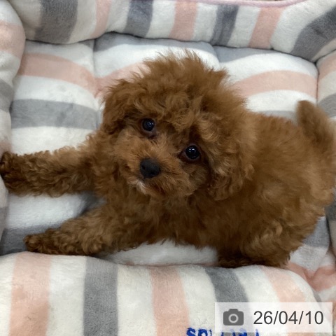 群馬県のトイプードル(トイ) (ペットプラス 前橋店/2026年2月2日生まれ/男の子/レッド)の子犬の4枚目の画像