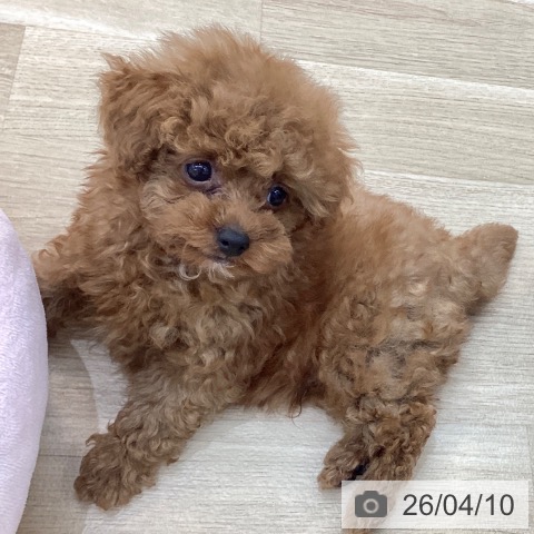 群馬県のトイプードル(トイ) (ペットプラス 前橋店/2026年2月2日生まれ/男の子/レッド)の子犬の3枚目の画像