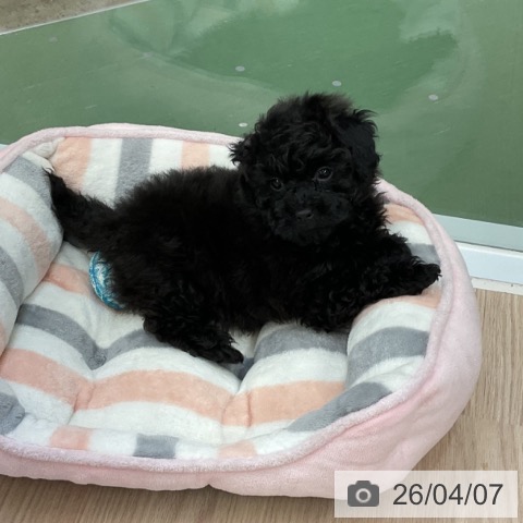 トイ・プードルの写真