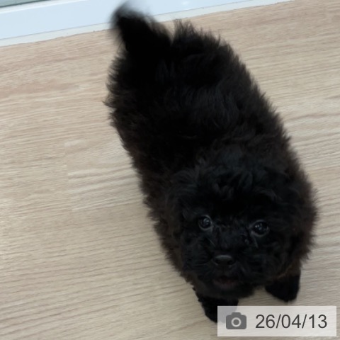 埼玉県のトイプードル(トイ) (ペットプラス 上尾店/2026年2月2日生まれ/男の子/ブラック)の子犬の3枚目の画像