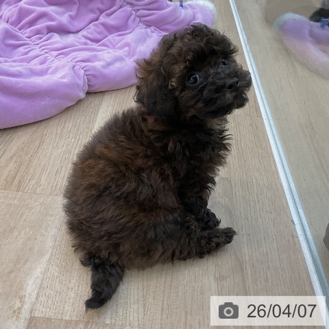 トイ・プードルの写真