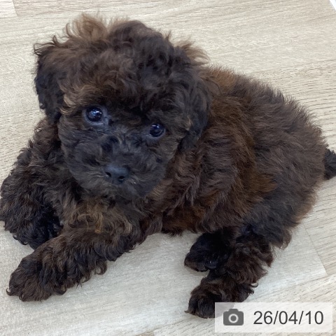 群馬県のトイプードル(トイ) (ペットプラス 前橋店/2026年2月2日生まれ/女の子/ブリンドル)の子犬の4枚目の画像