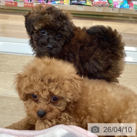 群馬県のトイプードル(トイ) (ペットプラス 前橋店/2026年2月2日生まれ/女の子/ブリンドル)の子犬の3枚目の画像