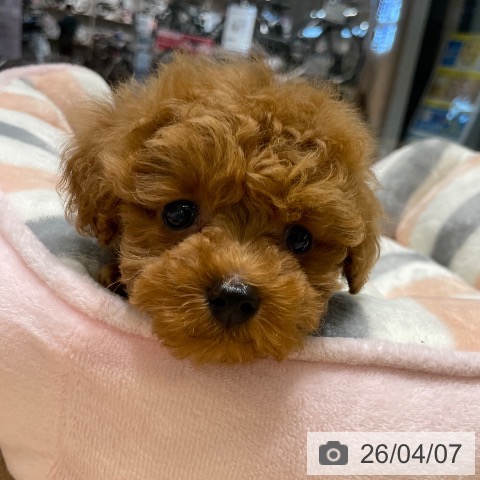 トイ・プードルの写真