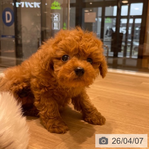 トイ・プードルの写真