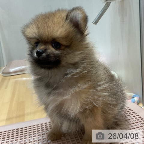 ポメラニアンの写真