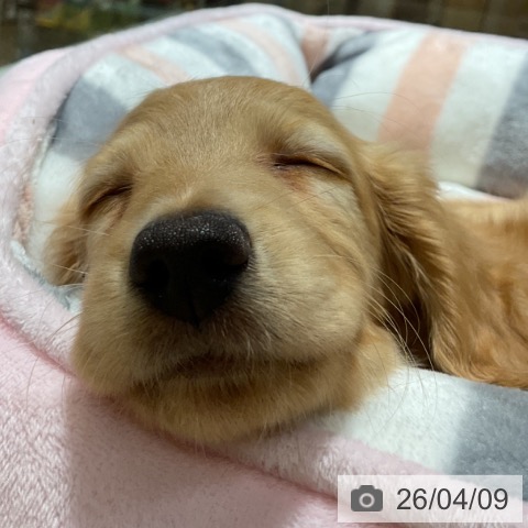 ミニチュア・ダックスフンドの写真