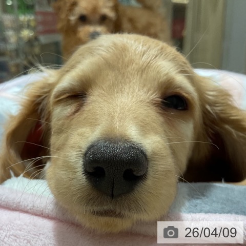 ミニチュア・ダックスフンドの写真