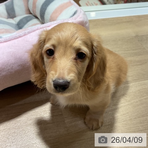 ミニチュア・ダックスフンドの写真