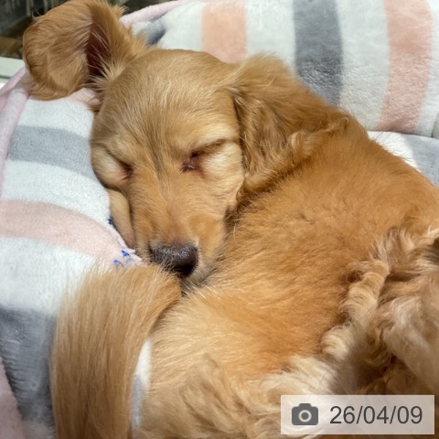 神奈川県のミニチュアダックスフンド(ロング) (ペットプラス 湘南平塚店/2026年2月3日生まれ/男の子/イエロー)の子犬の4枚目の画像