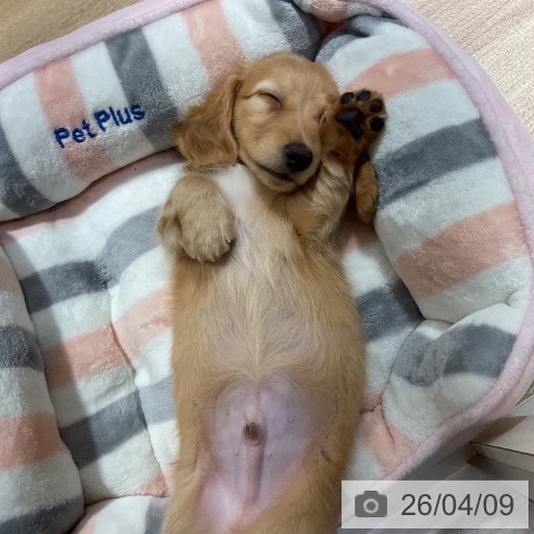 神奈川県のミニチュアダックスフンド(ロング) (ペットプラス 湘南平塚店/2026年2月3日生まれ/男の子/イエロー)の子犬の4枚目の画像