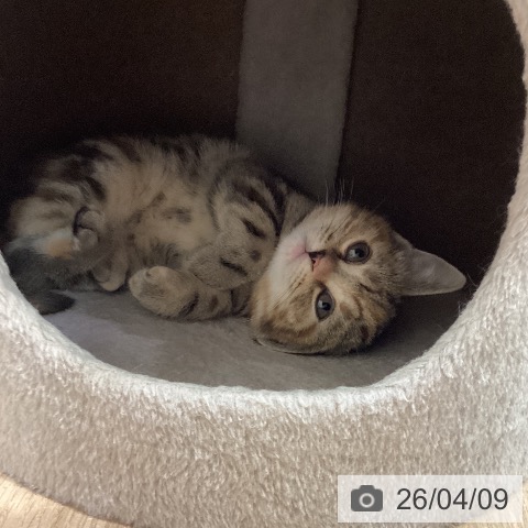 アメリカンショートヘアの写真